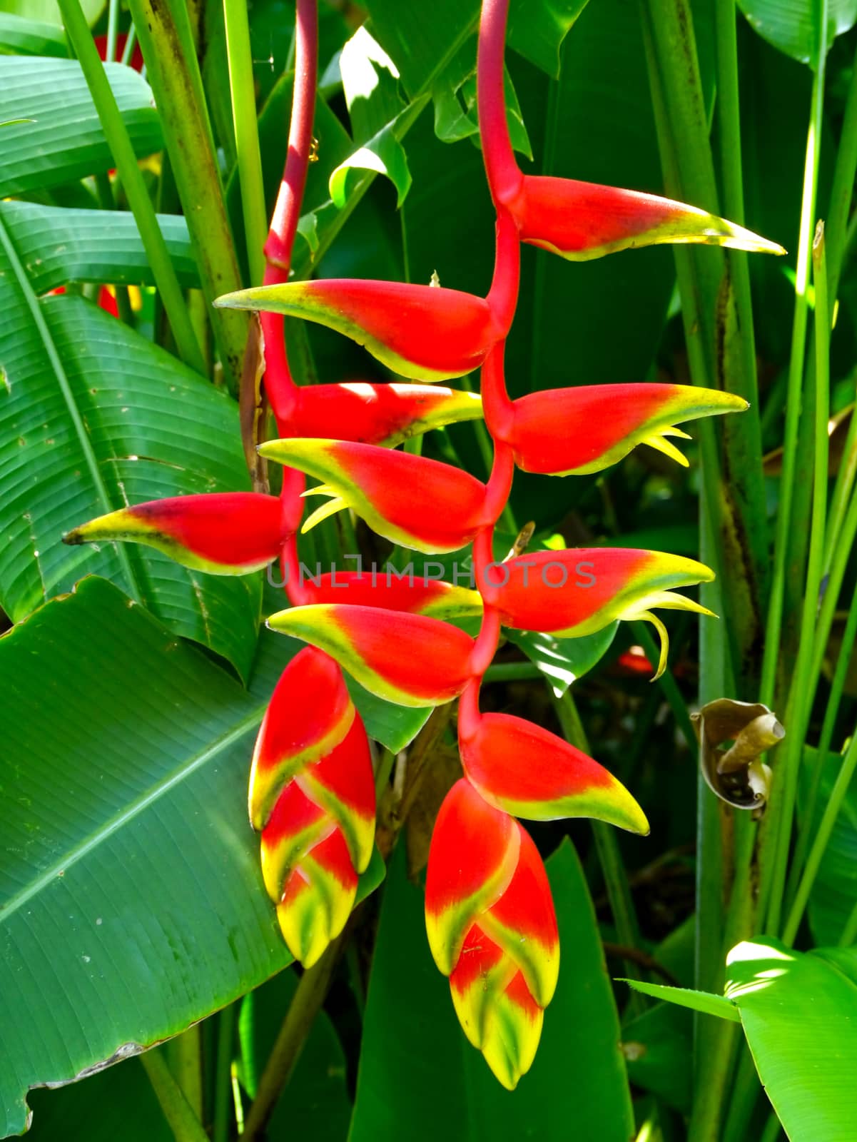 Beautiful Heliconia flower blooming in vivid colors by Noppharat_th