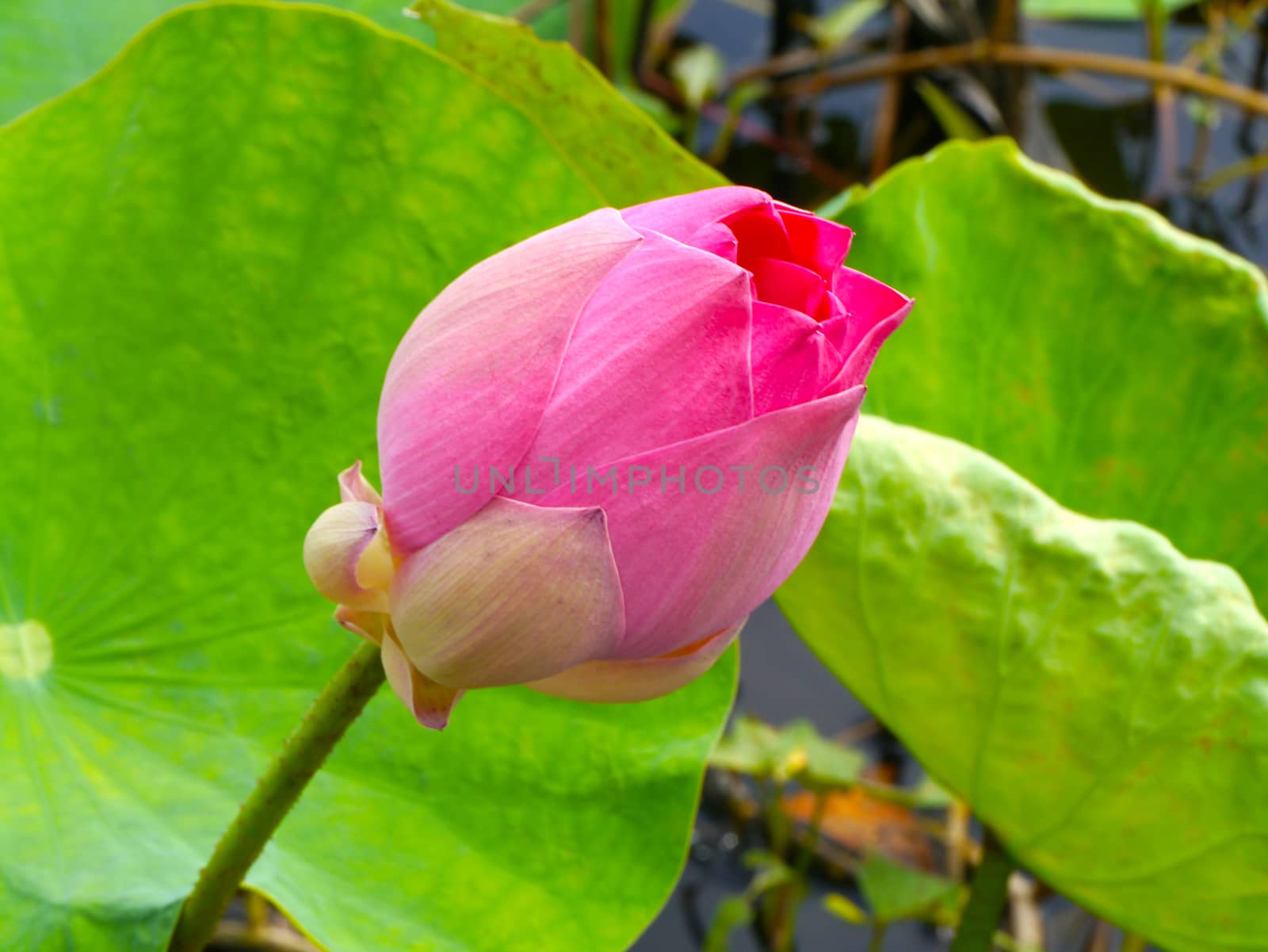 Blooming lotus flower by Noppharat_th