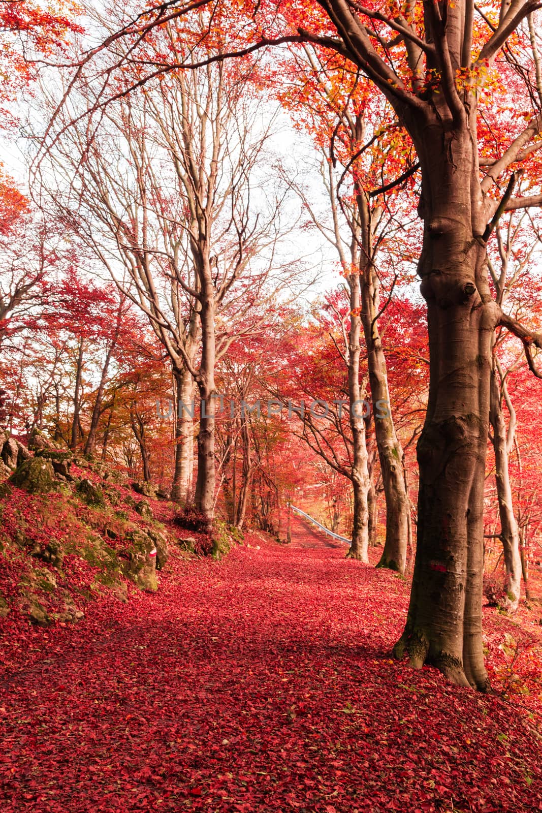autumn colors in the mountain path of Campo dei Fiori Varese