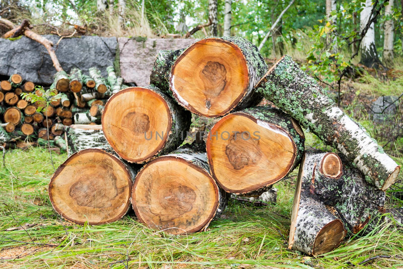 Pile of cut birch logs  by Alexanderphoto
