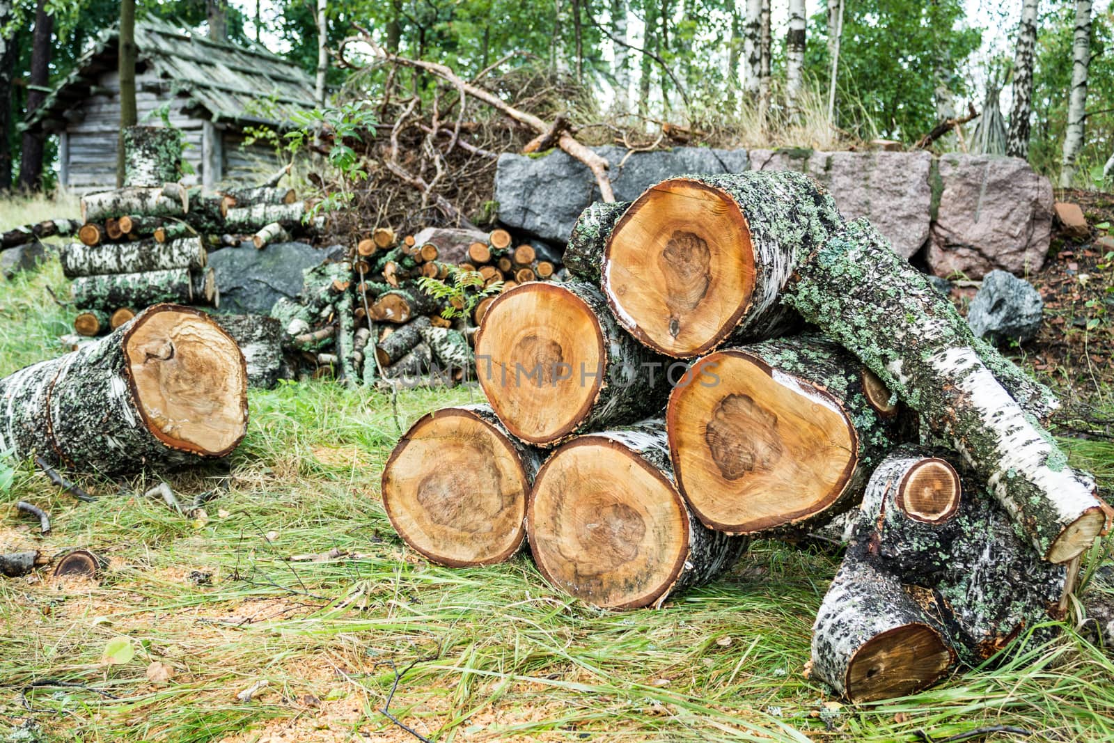 Pile of cut birch logs  by Alexanderphoto