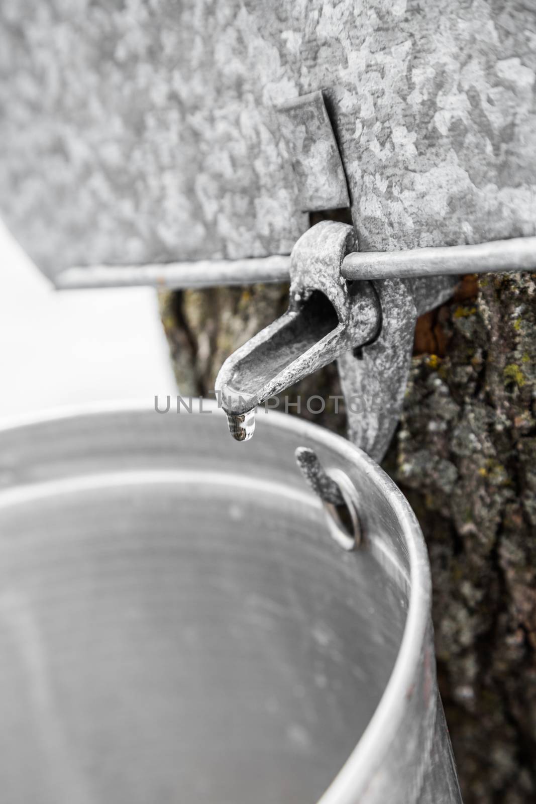 Maple Sap buckets Closeup on trees in spring