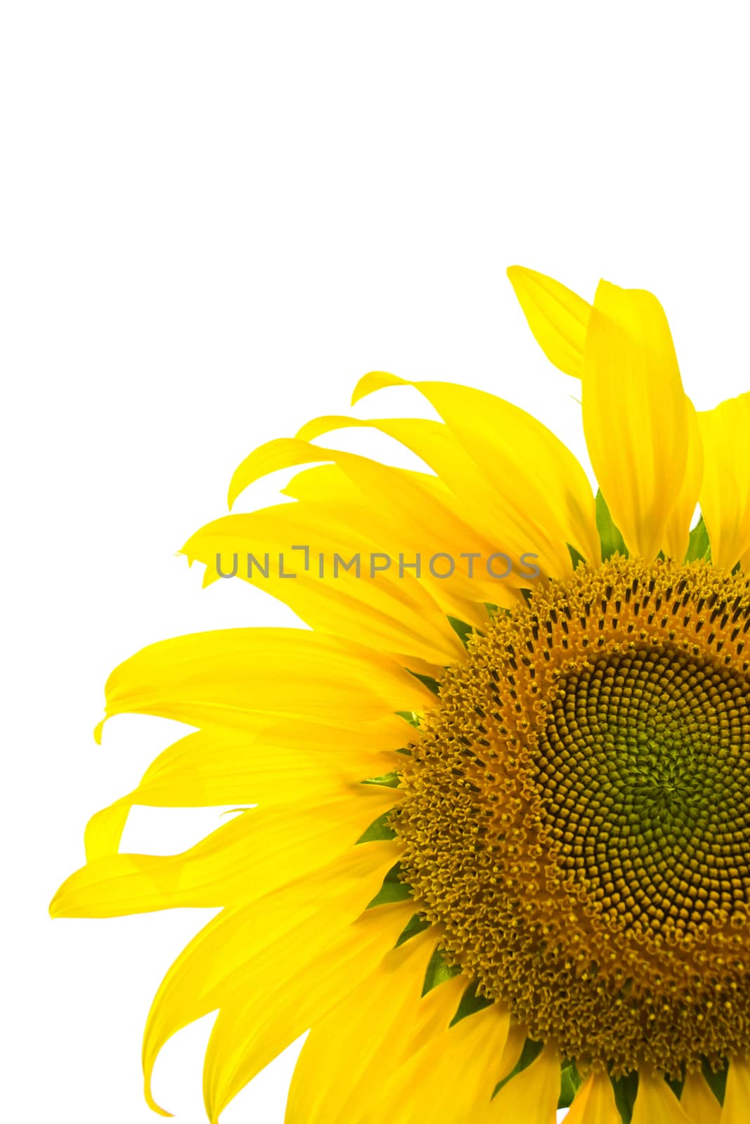 Sunflower isolated on white background