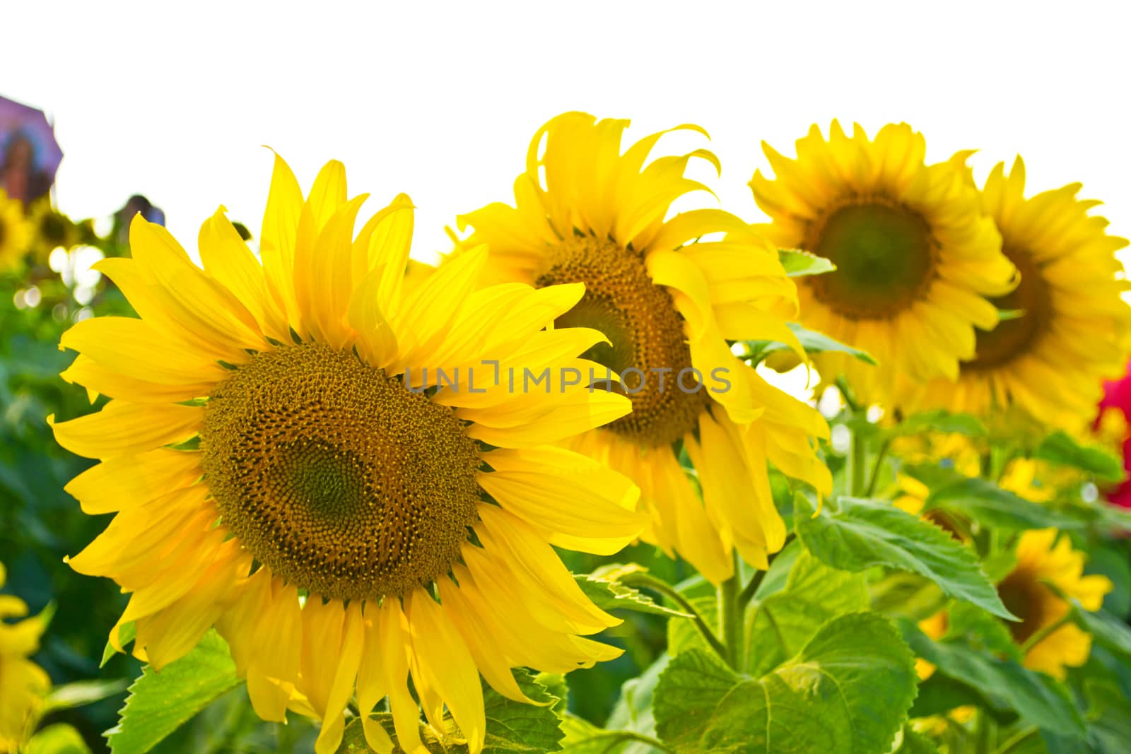 Sunflower isolated on white background