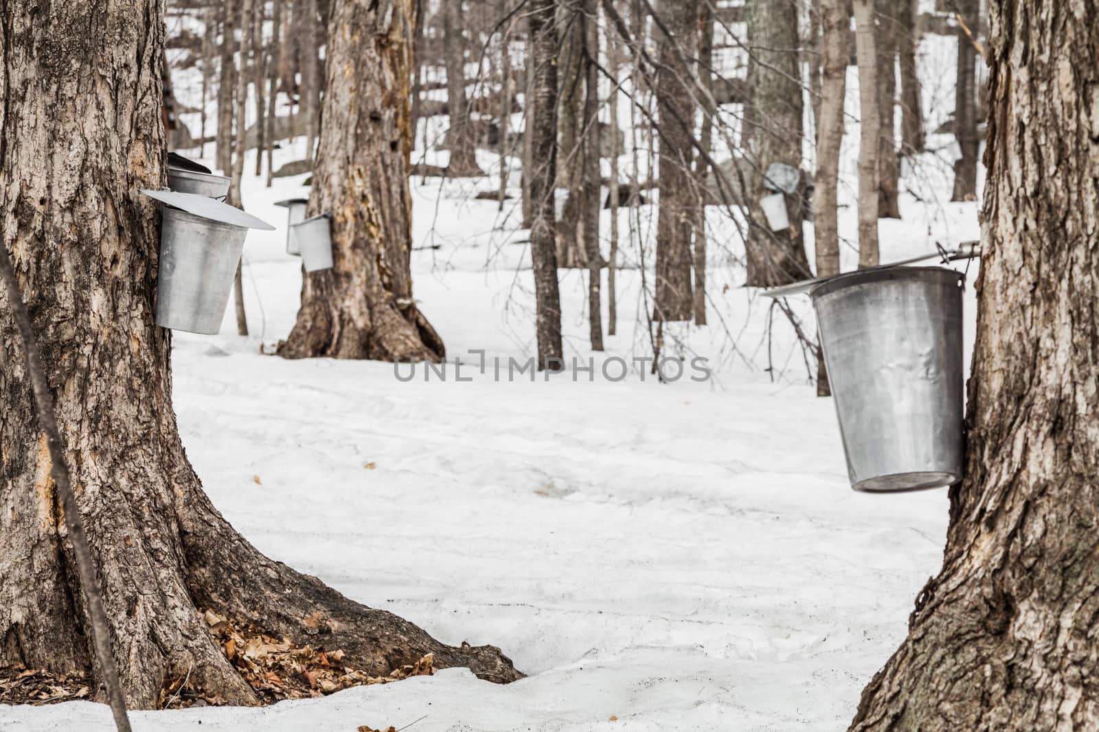 Forest of Maple Sap buckets on trees in spring