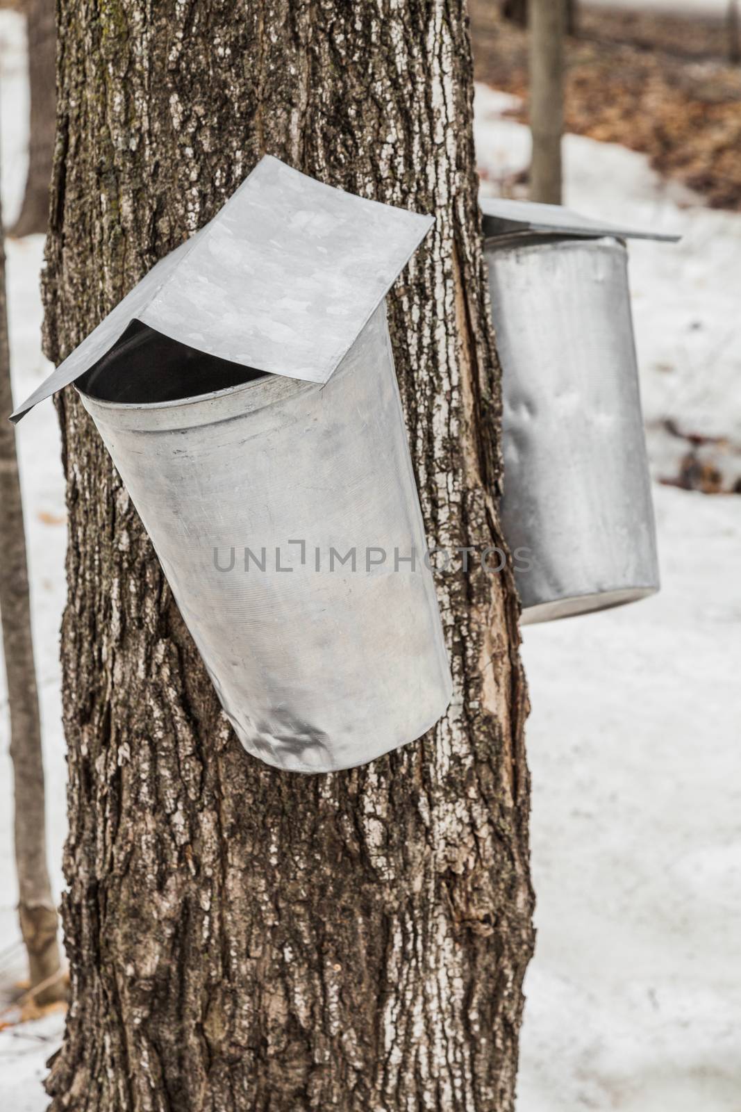 Maple Sap buckets Closeup on trees in spring
