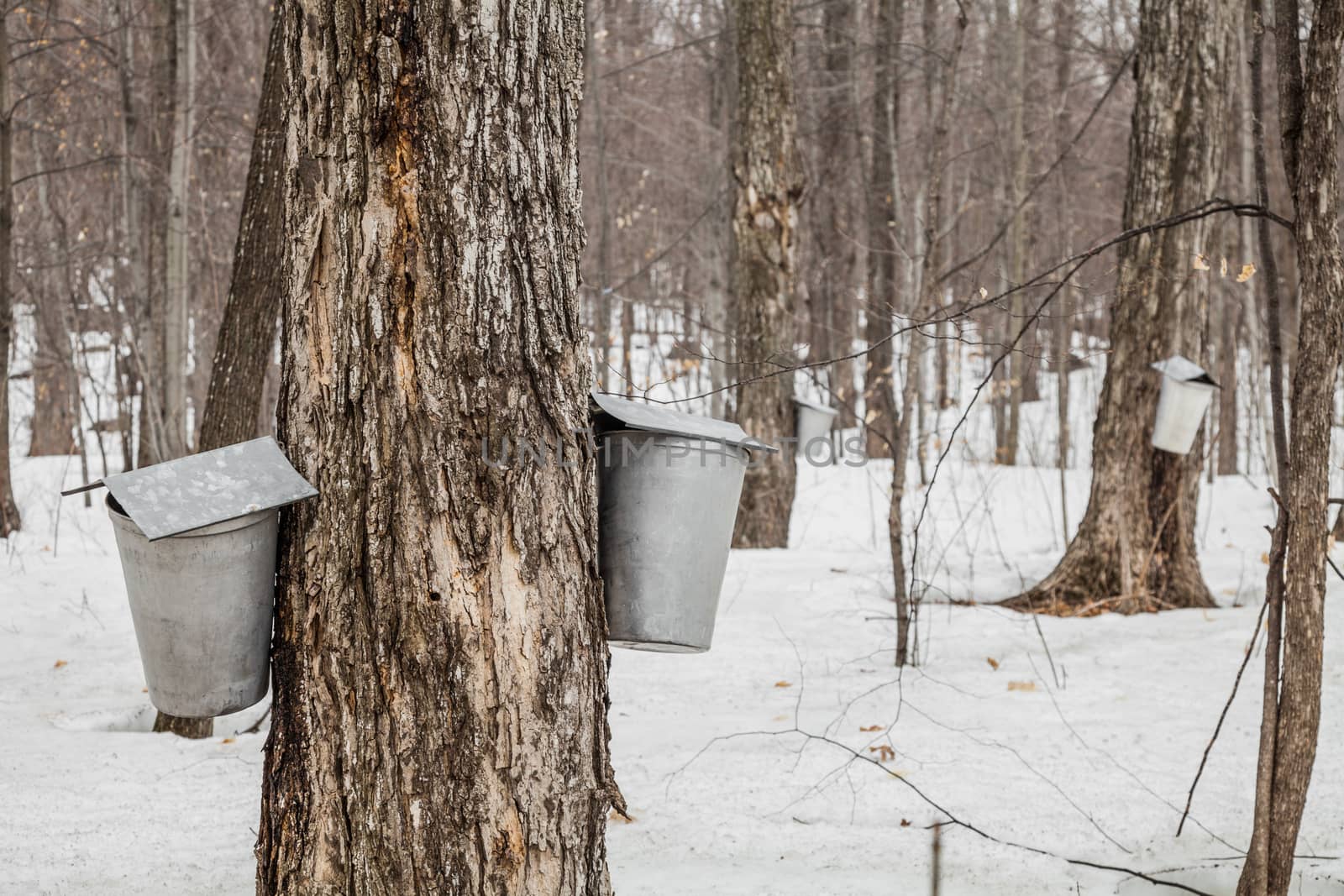 Forest of Maple Sap buckets on trees in spring