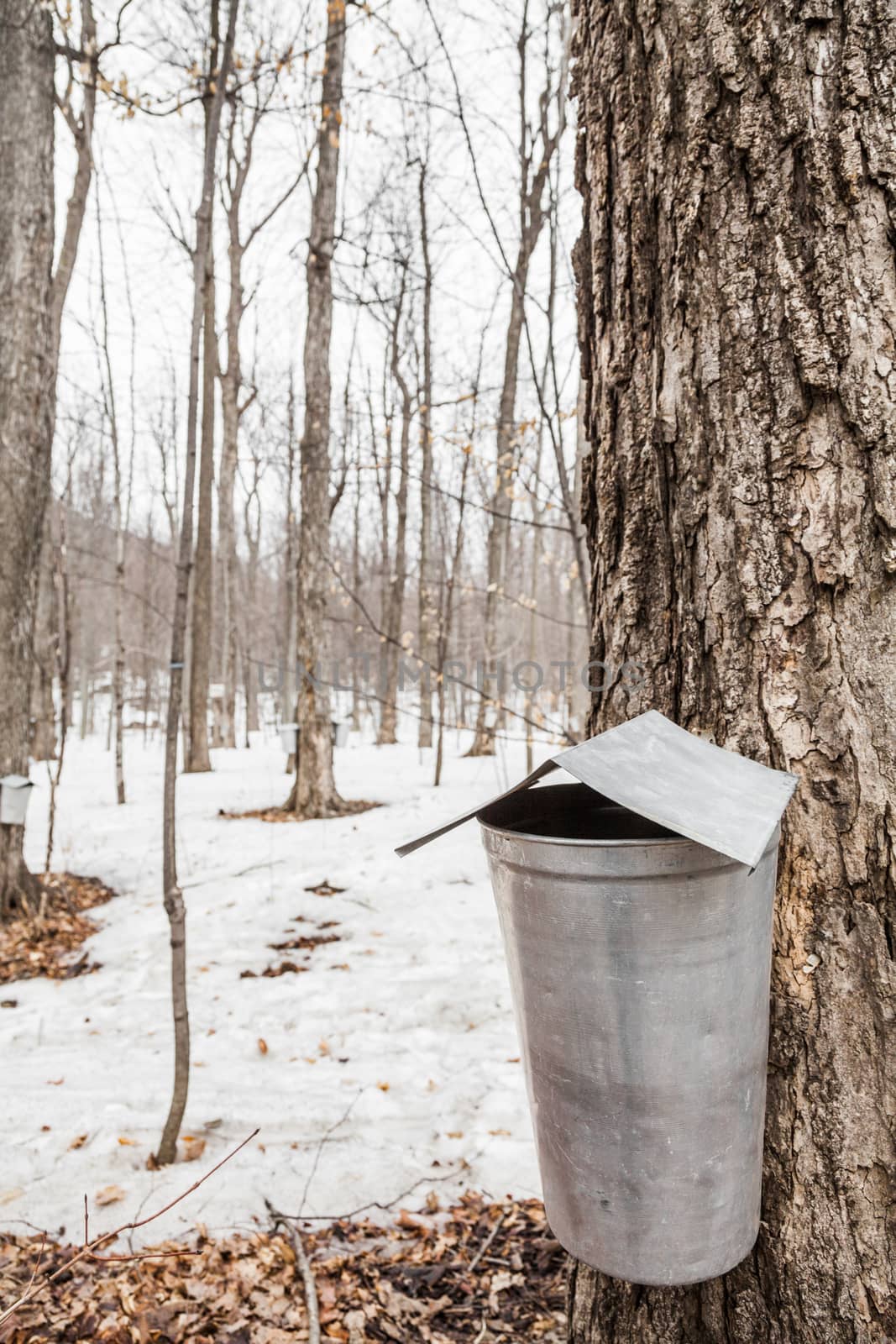 Forest of Maple Sap buckets on trees in spring