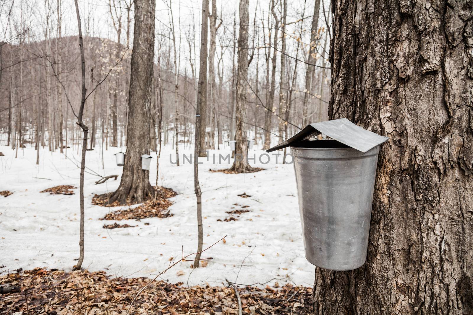 Forest of Maple Sap buckets on trees in spring