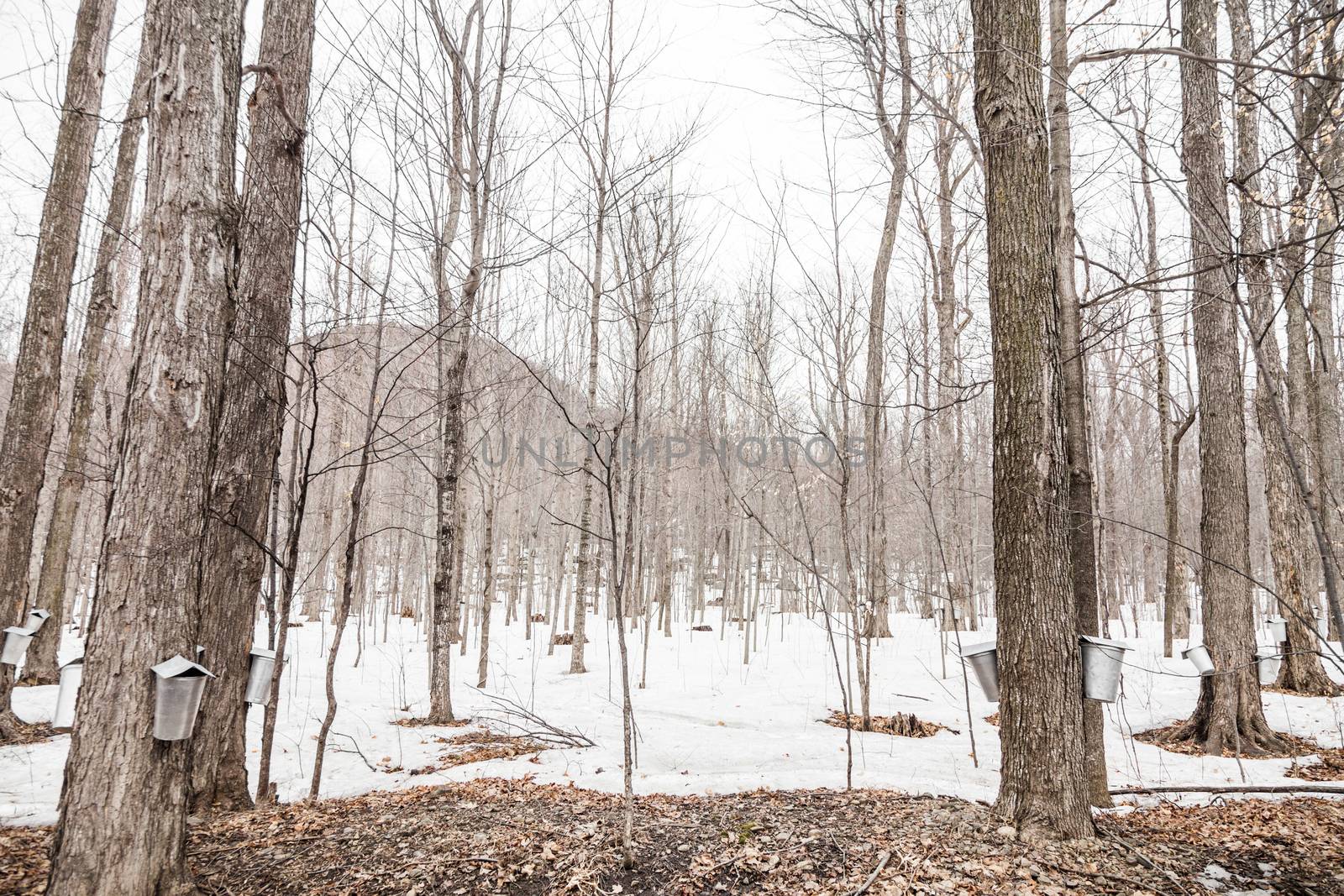 Forest of Maple Sap buckets on trees in spring