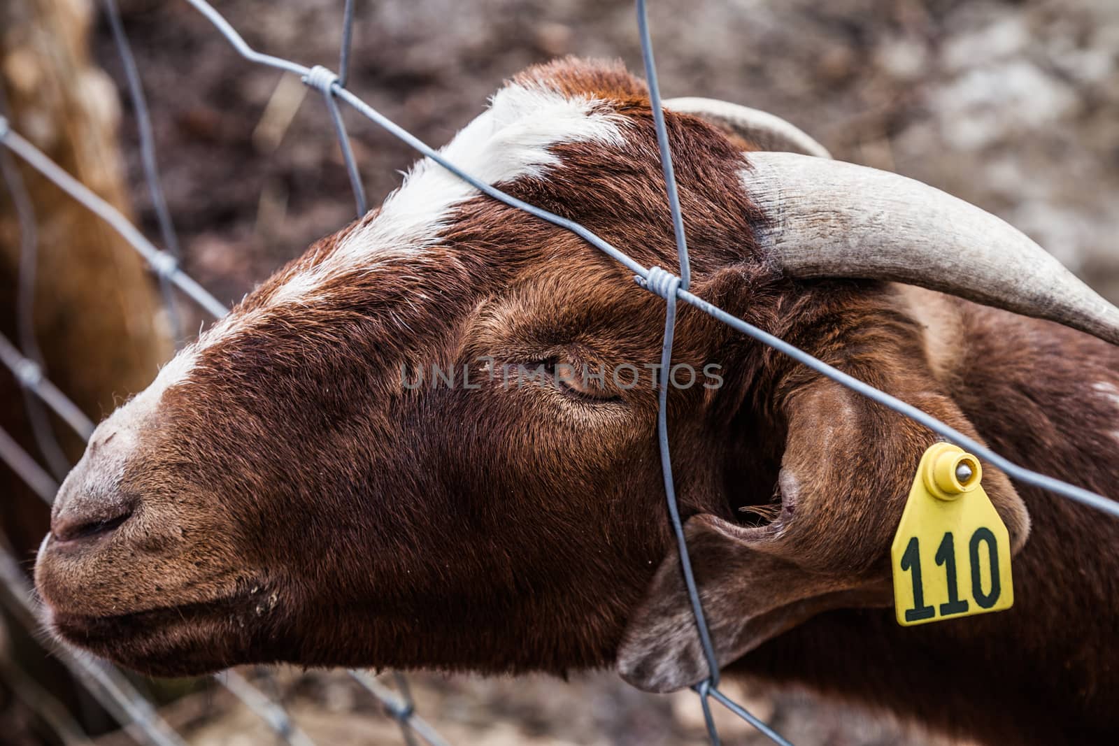 Sad Goat with Yellow Tag