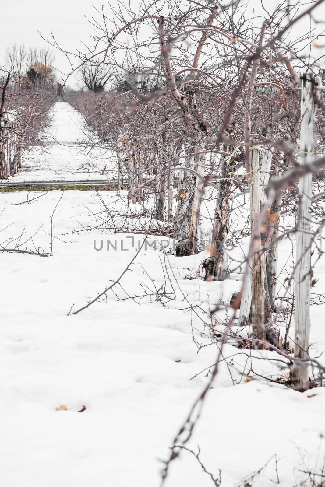 Small Apple Trees During Wintertime in Quebec