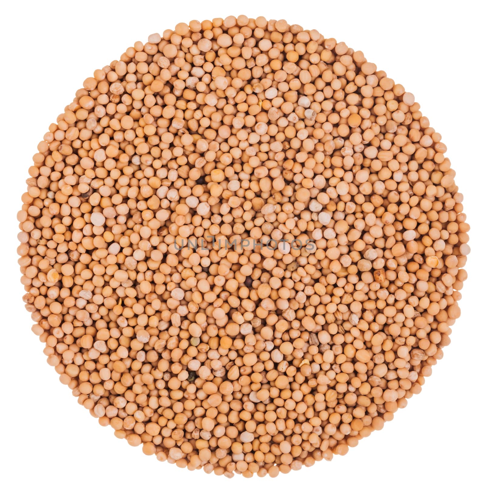 Perfect Circle of Mustard Seeds Isolated on White Background