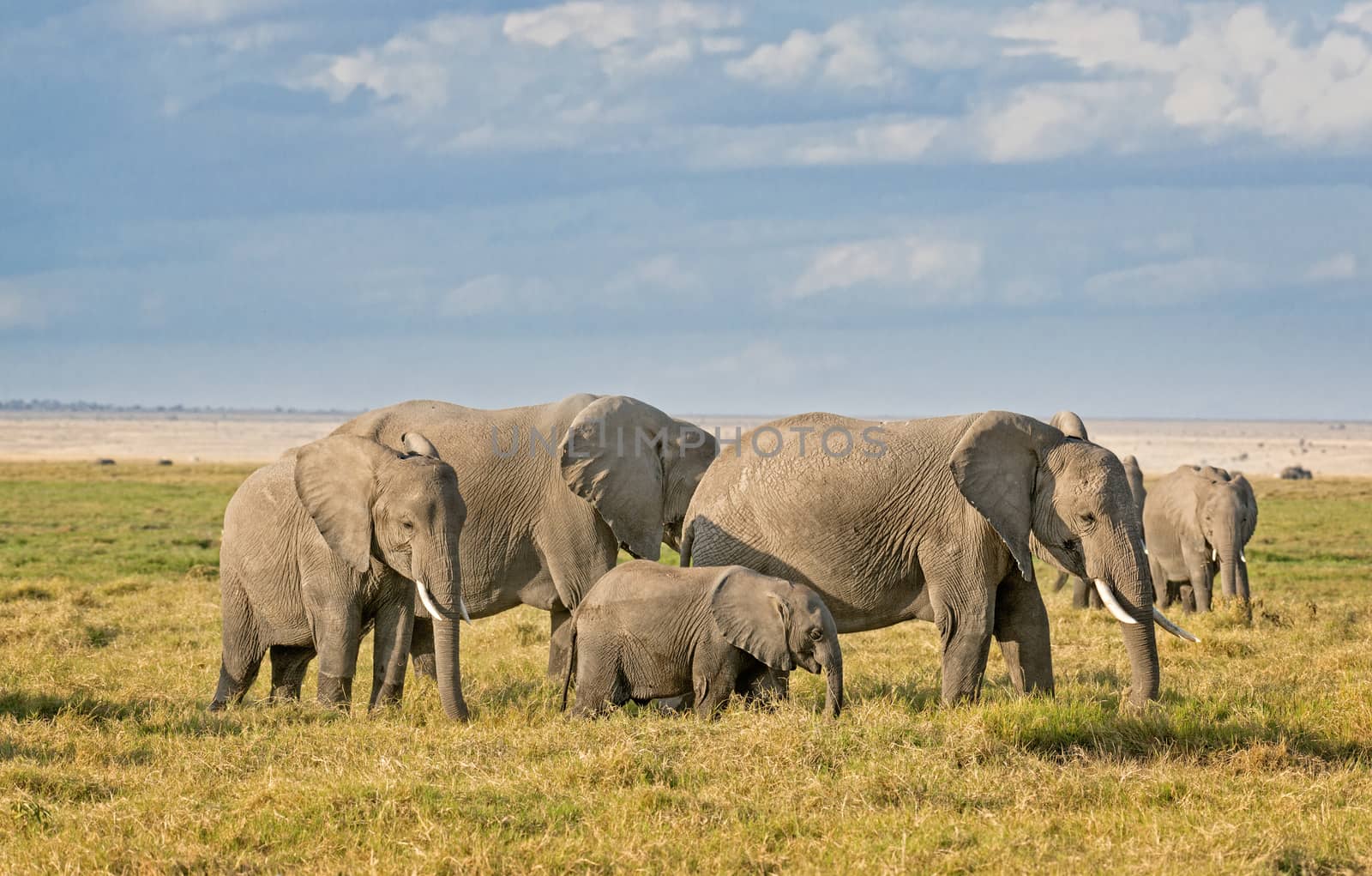 African Elephants, Amboseli by snafu