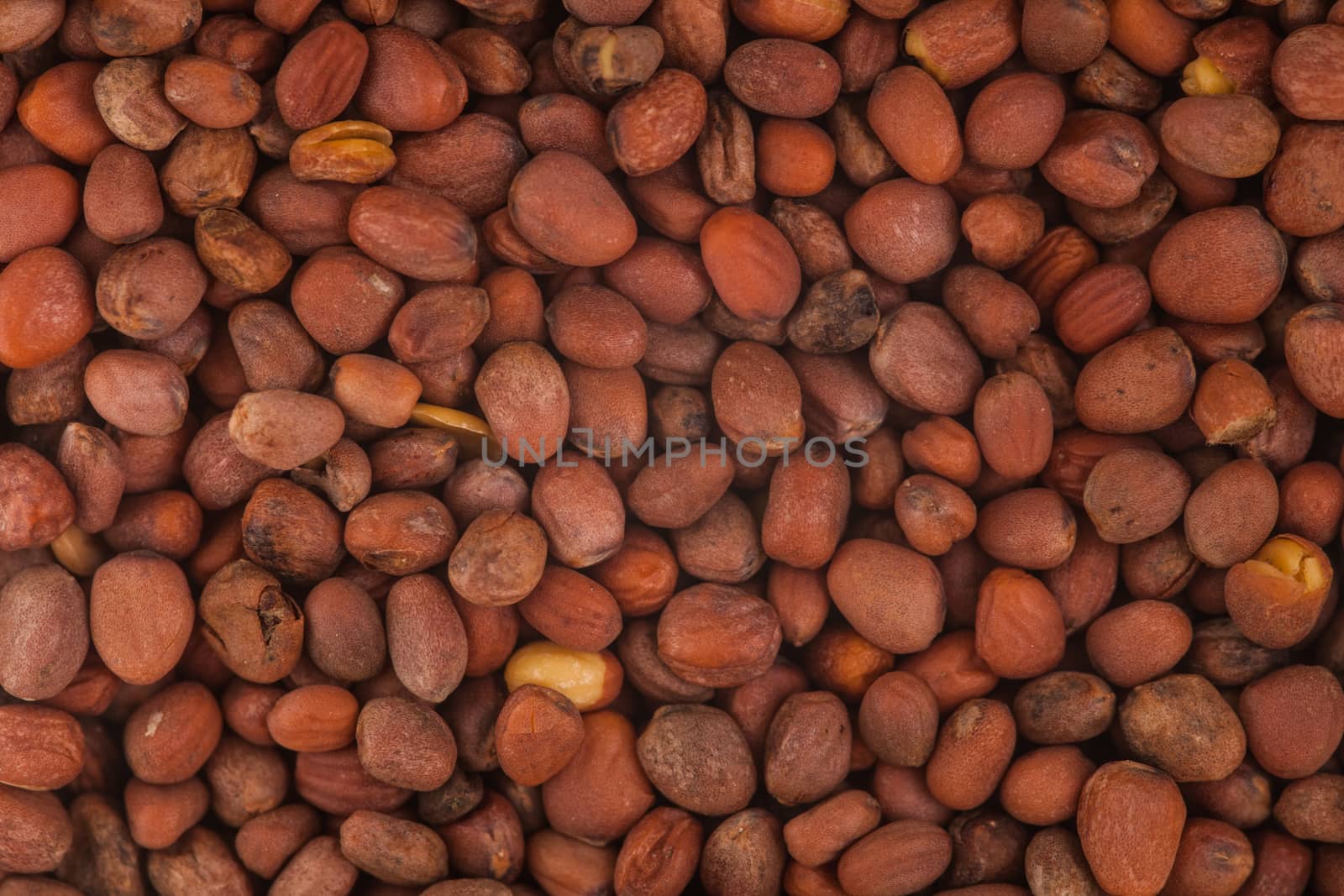 Extreme Macro Closeup of Radish Seeds Texture