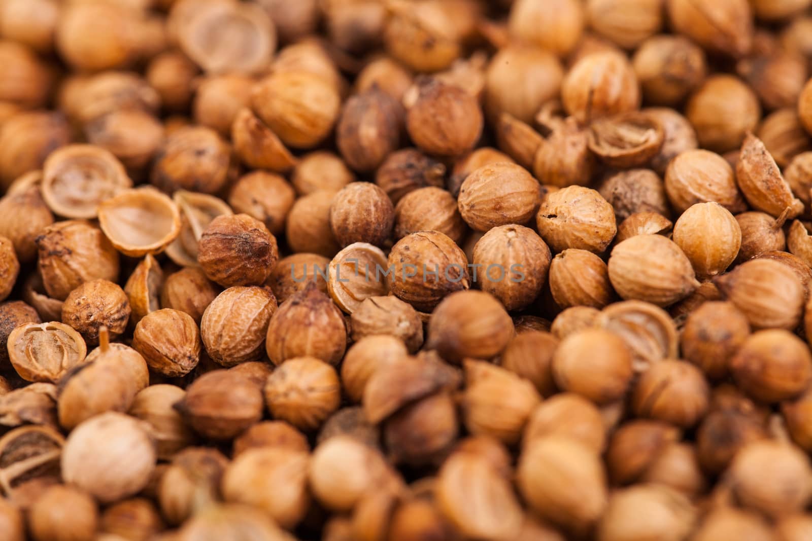 Coriander Seeds Extreme Closeup by aetb