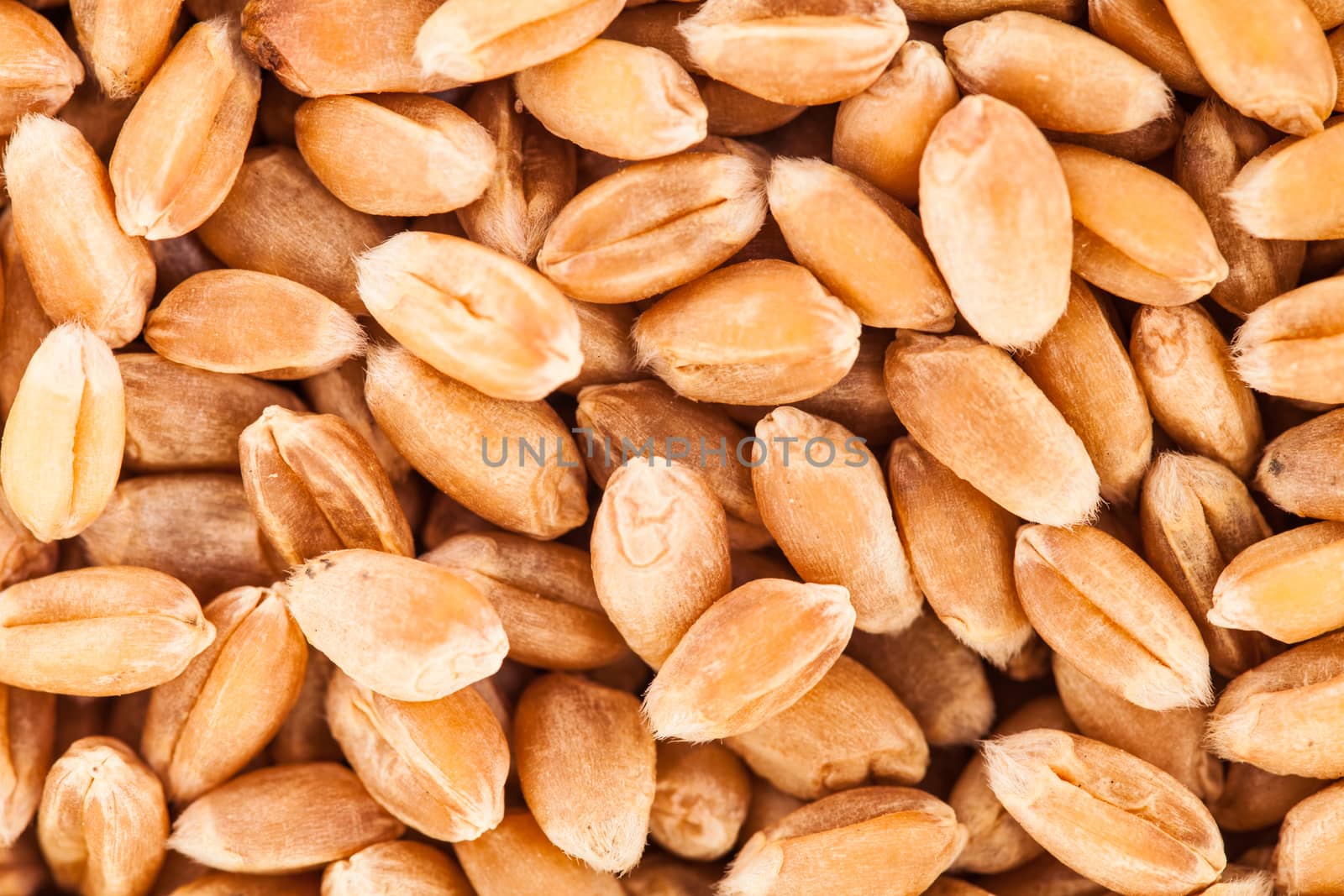Extreme Macro Closeup Texture of wheat seeds
