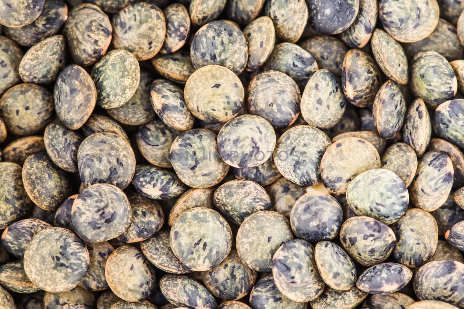 Extreme Closeup Texture of french Green Lentils by aetb