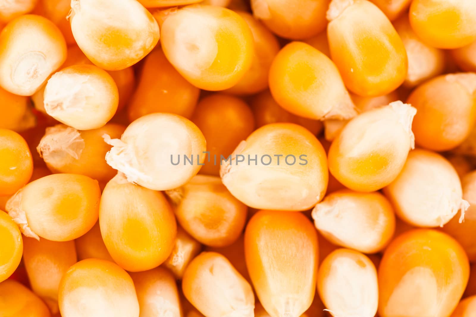 Extreme Closeup Texture of Corn Seeds by aetb