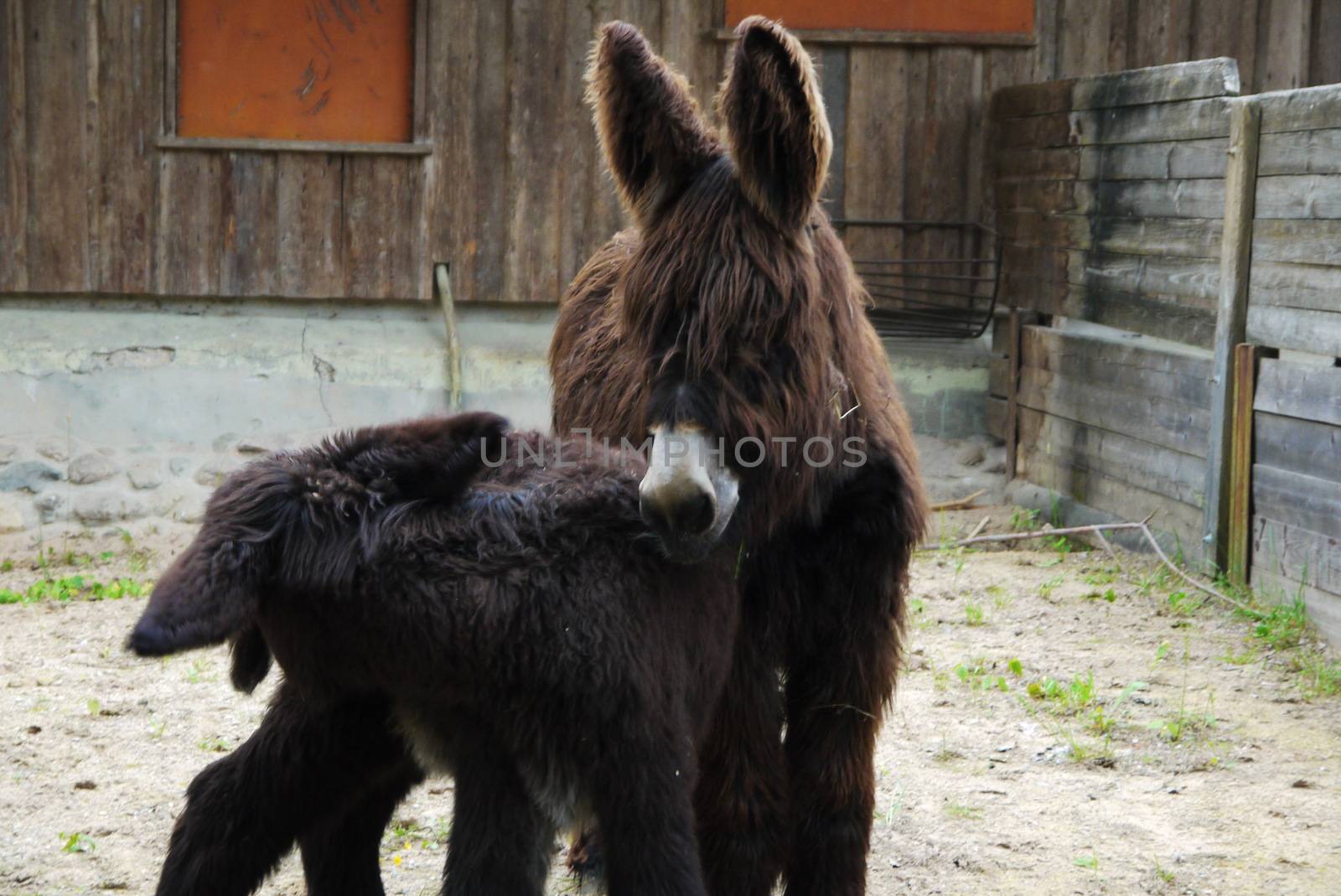 Two cute Donkeys in farm pose on camera