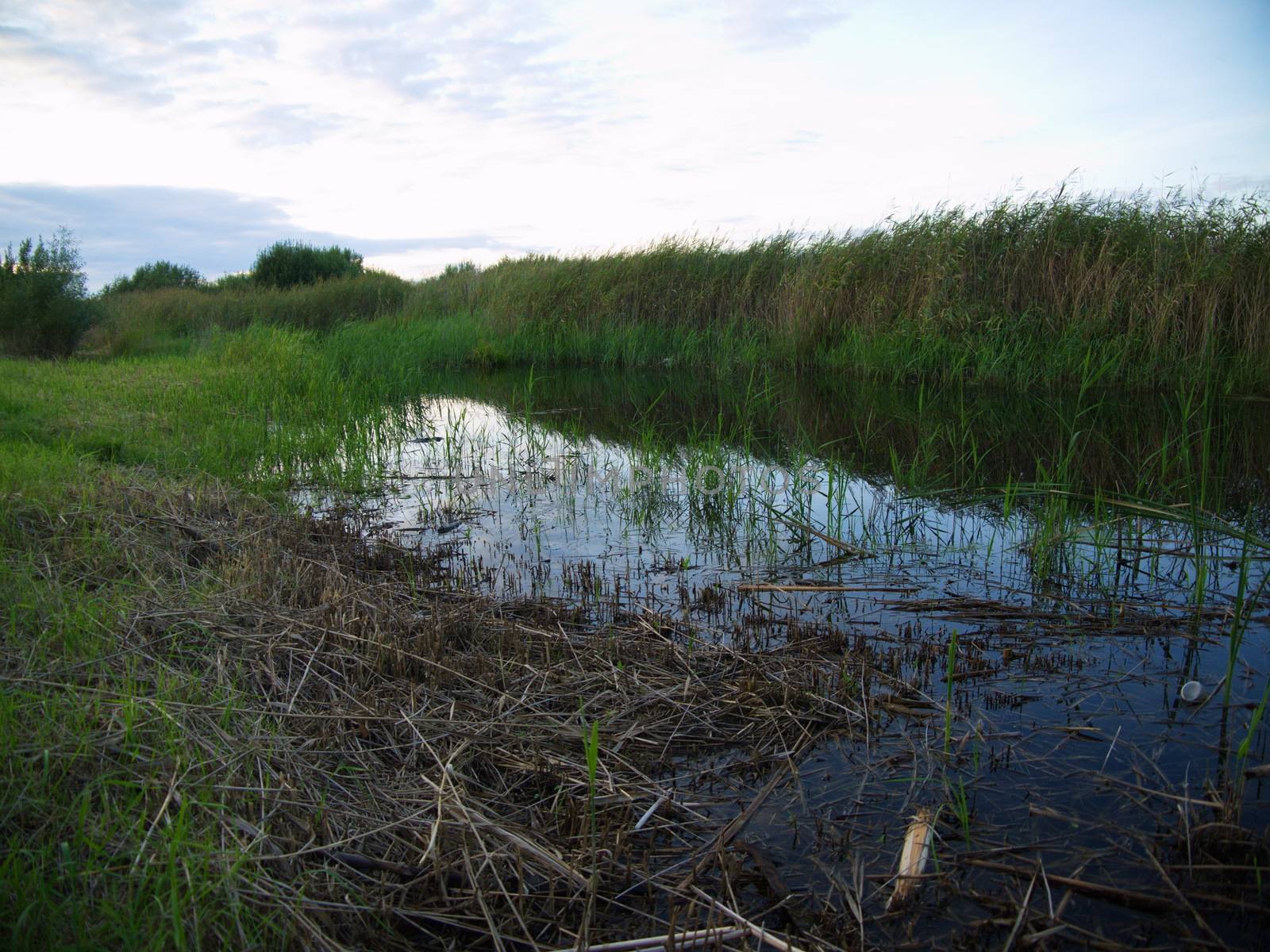 spring beautiful sunset landscape across swamp in evening