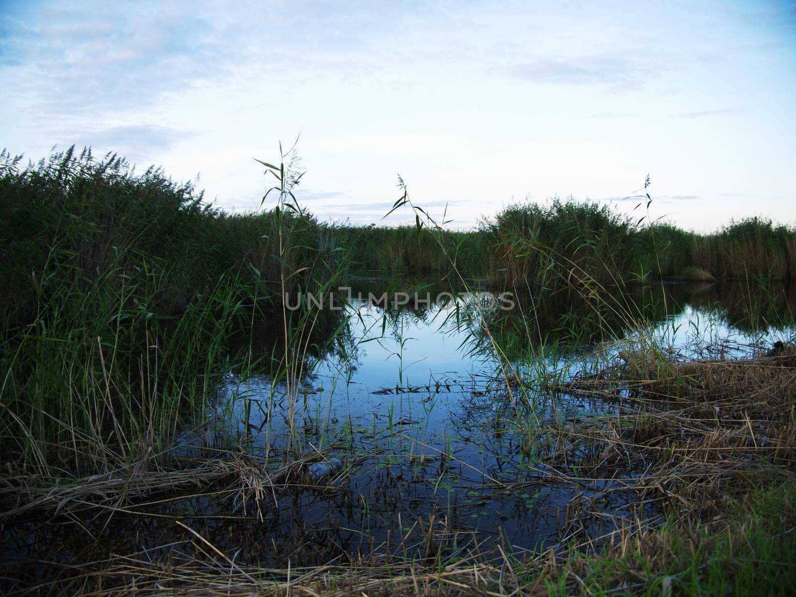 spring beautiful sunset landscape across swamp in evening