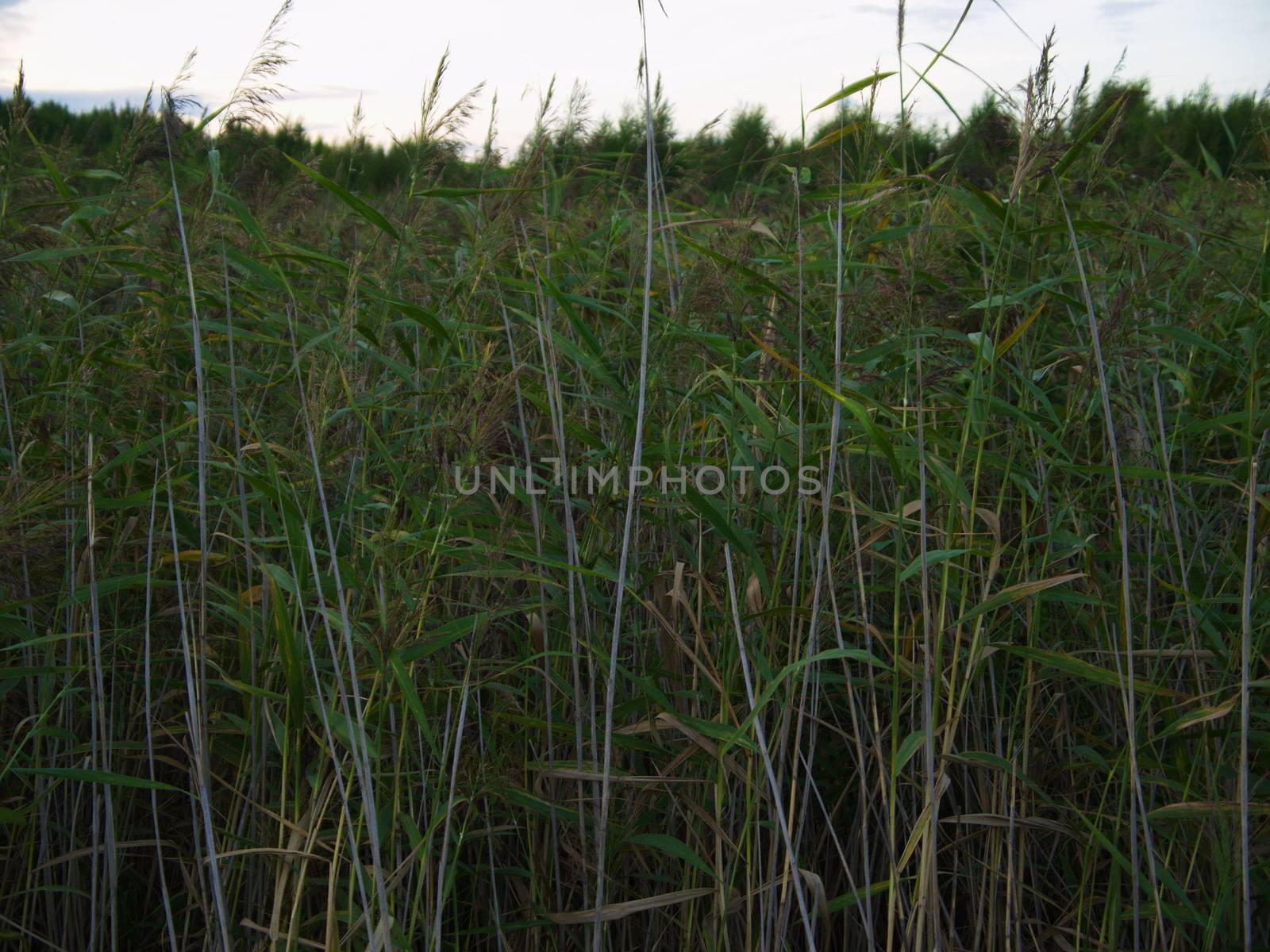 spring beautiful sunset landscape across swamp in evening