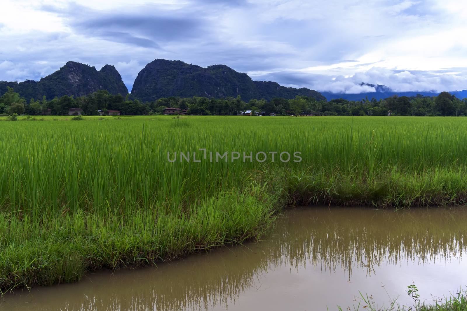 Rice Fields, Hills. by GNNick
