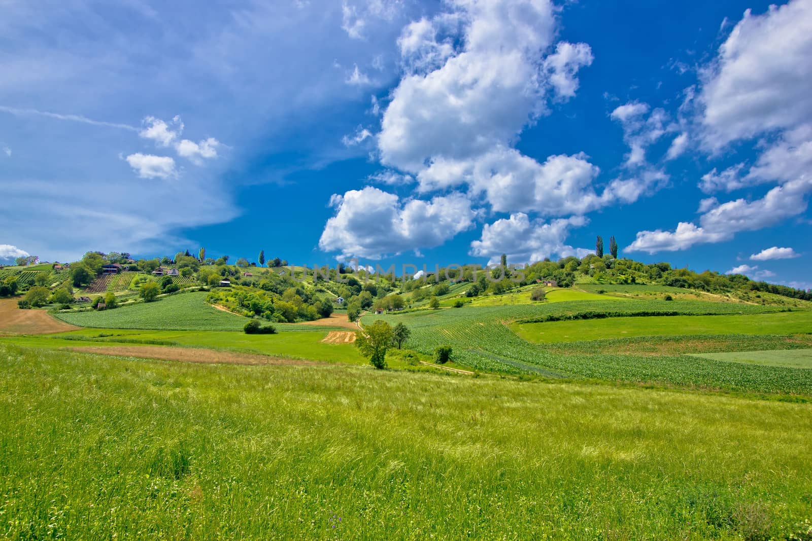 Idyllic africultural green landscape of Croatia, region of Prigorje