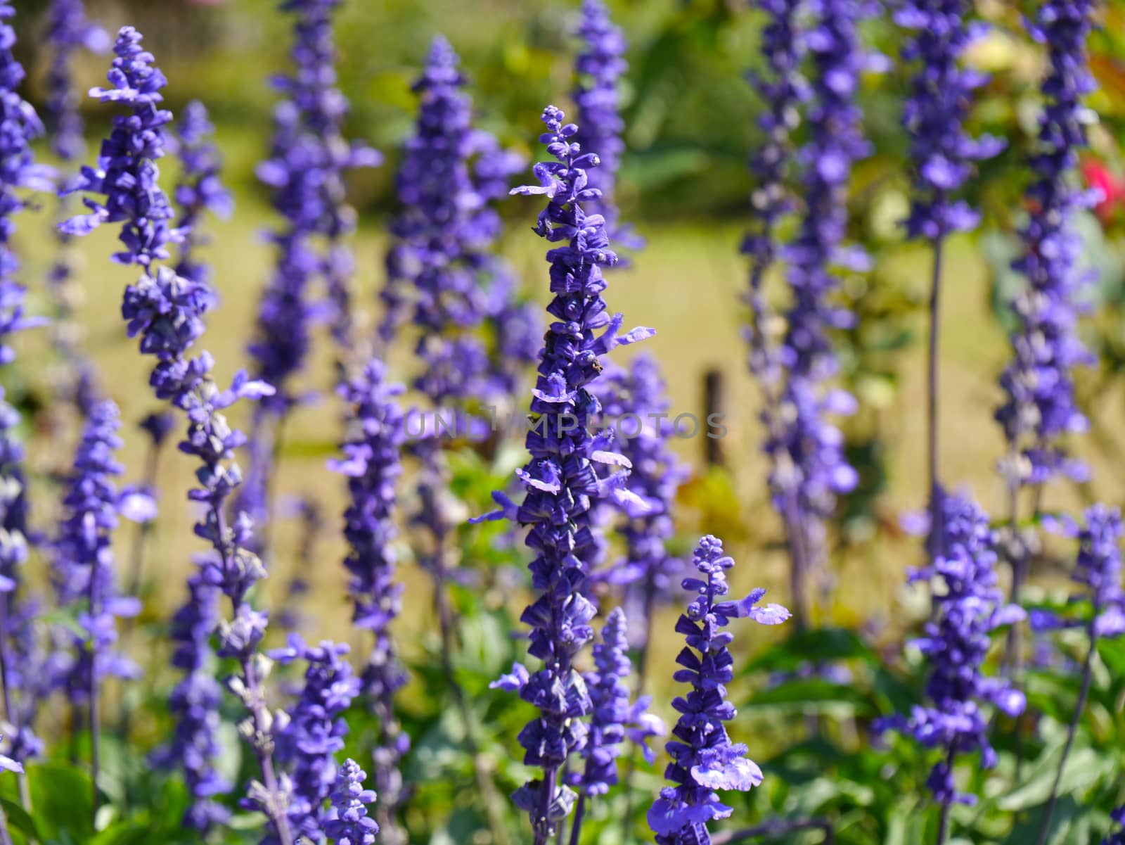 spring blue flowers