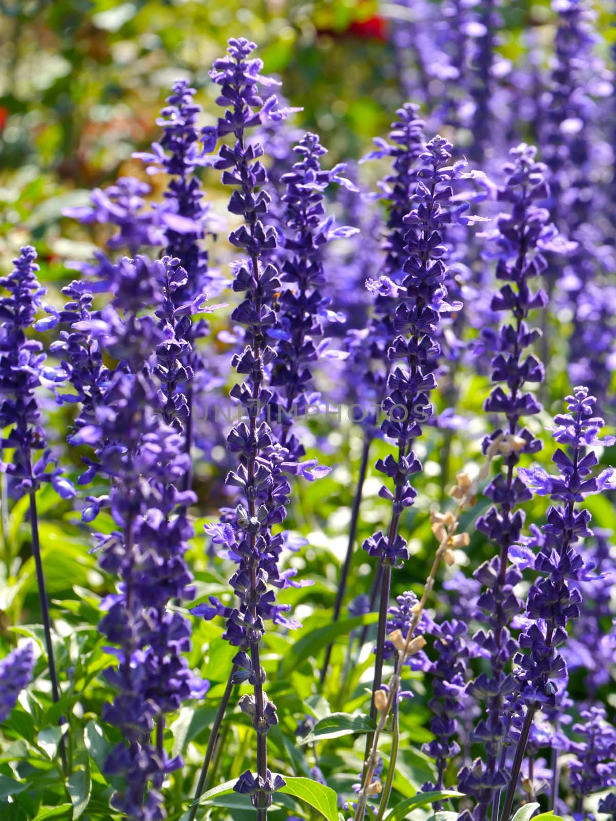 spring blue flowers