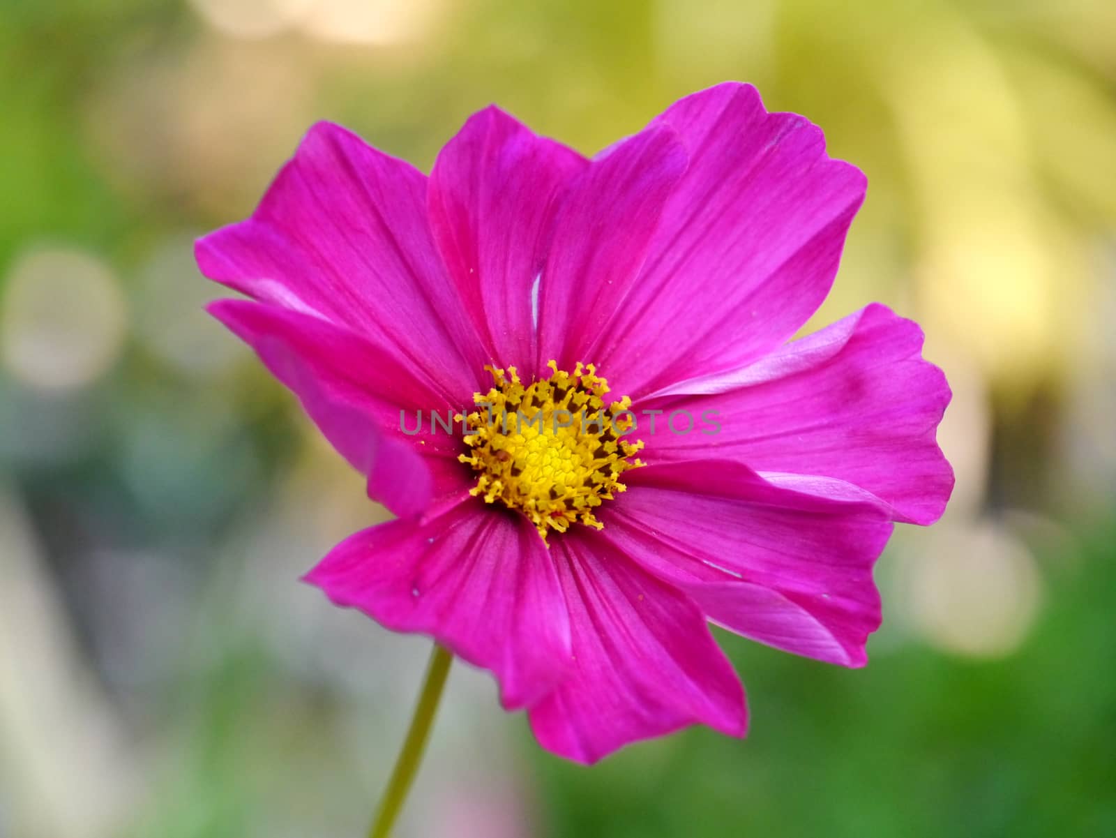 Cosmos Flower