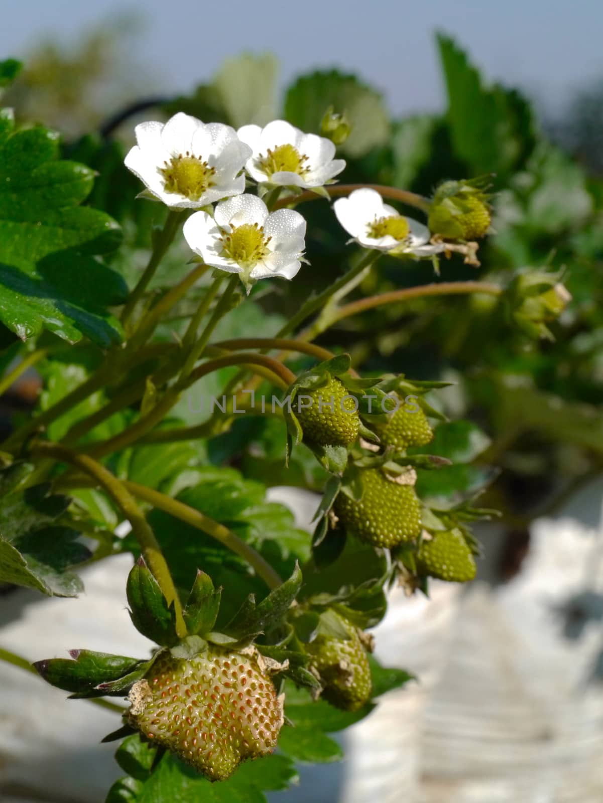 strawberry flower by Noppharat_th