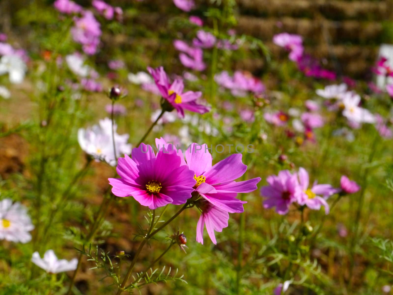 Cosmos Flower