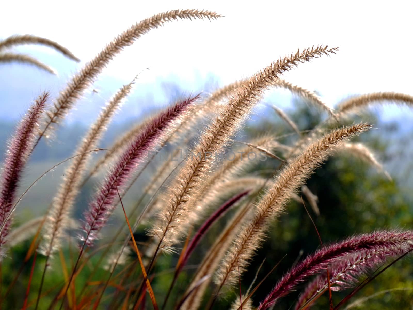 Flower grass by Noppharat_th