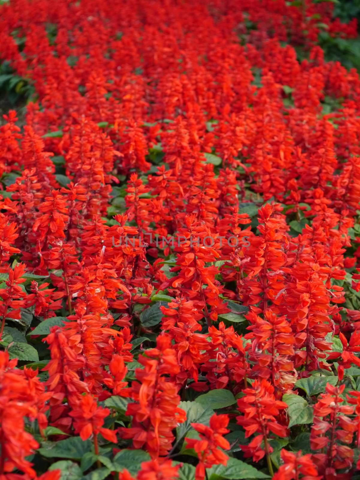 red flower in the garden by Noppharat_th
