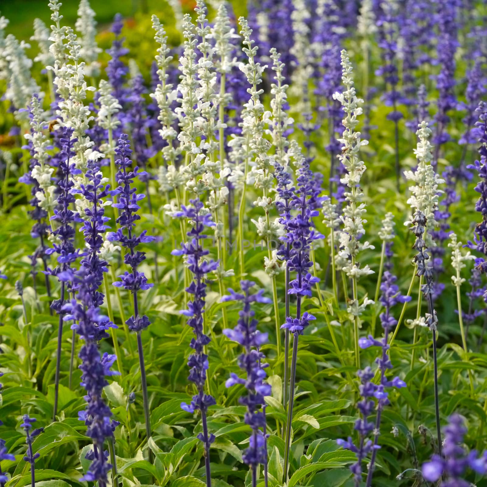 spring blue flowers by Noppharat_th