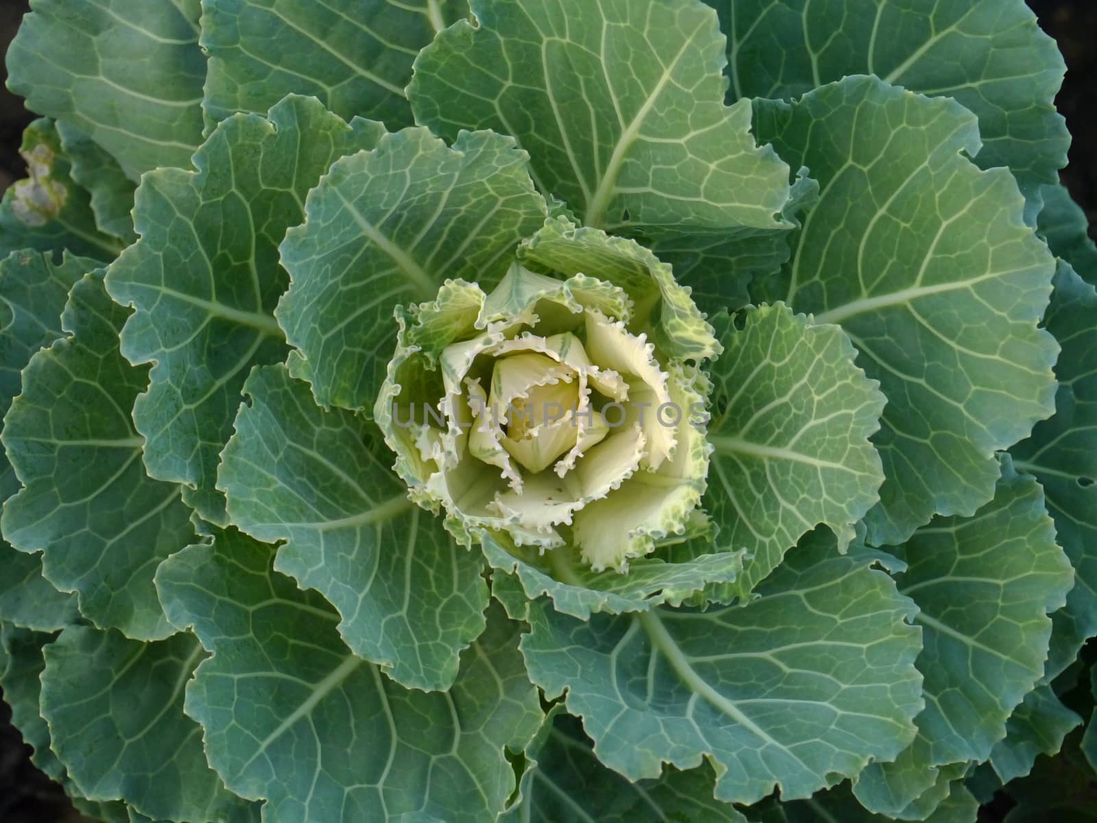 cabbage by Noppharat_th