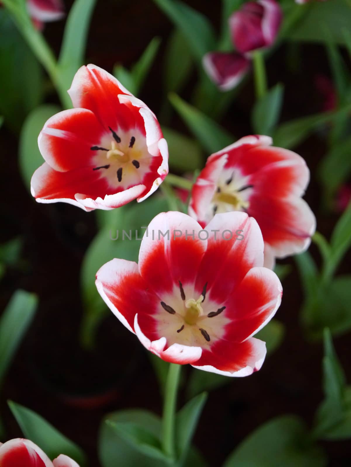 colorful tulips