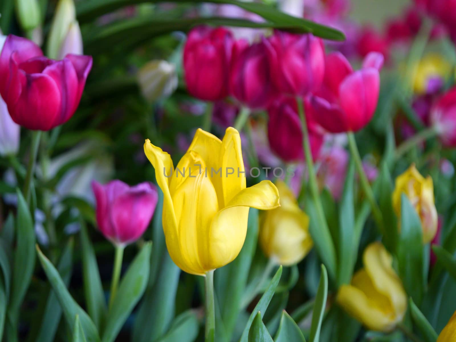 colorful tulips by Noppharat_th