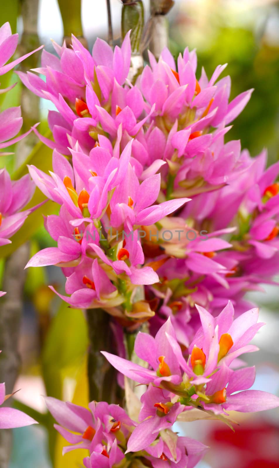 pink orchids bouquet