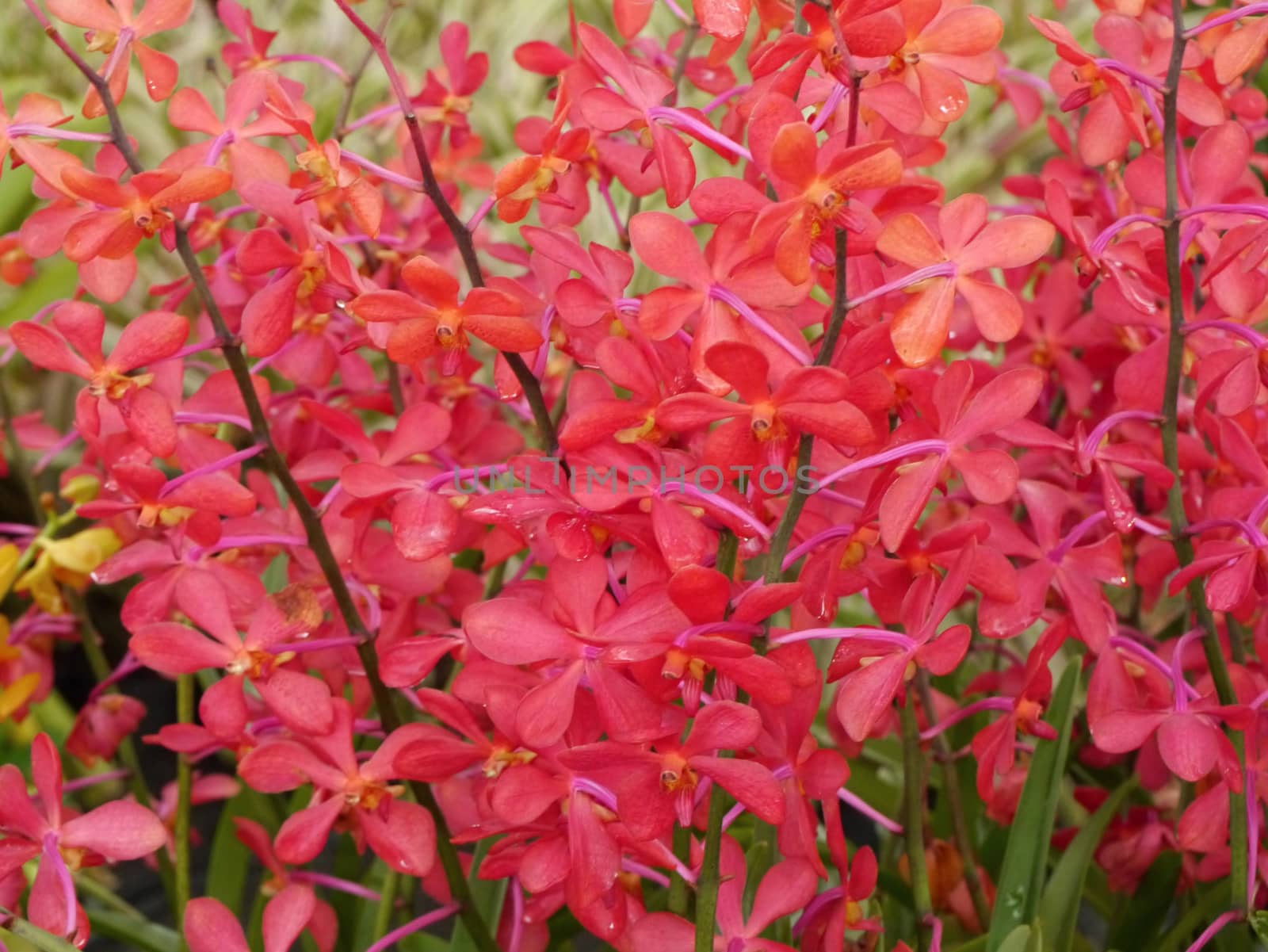 red orchids bouquet