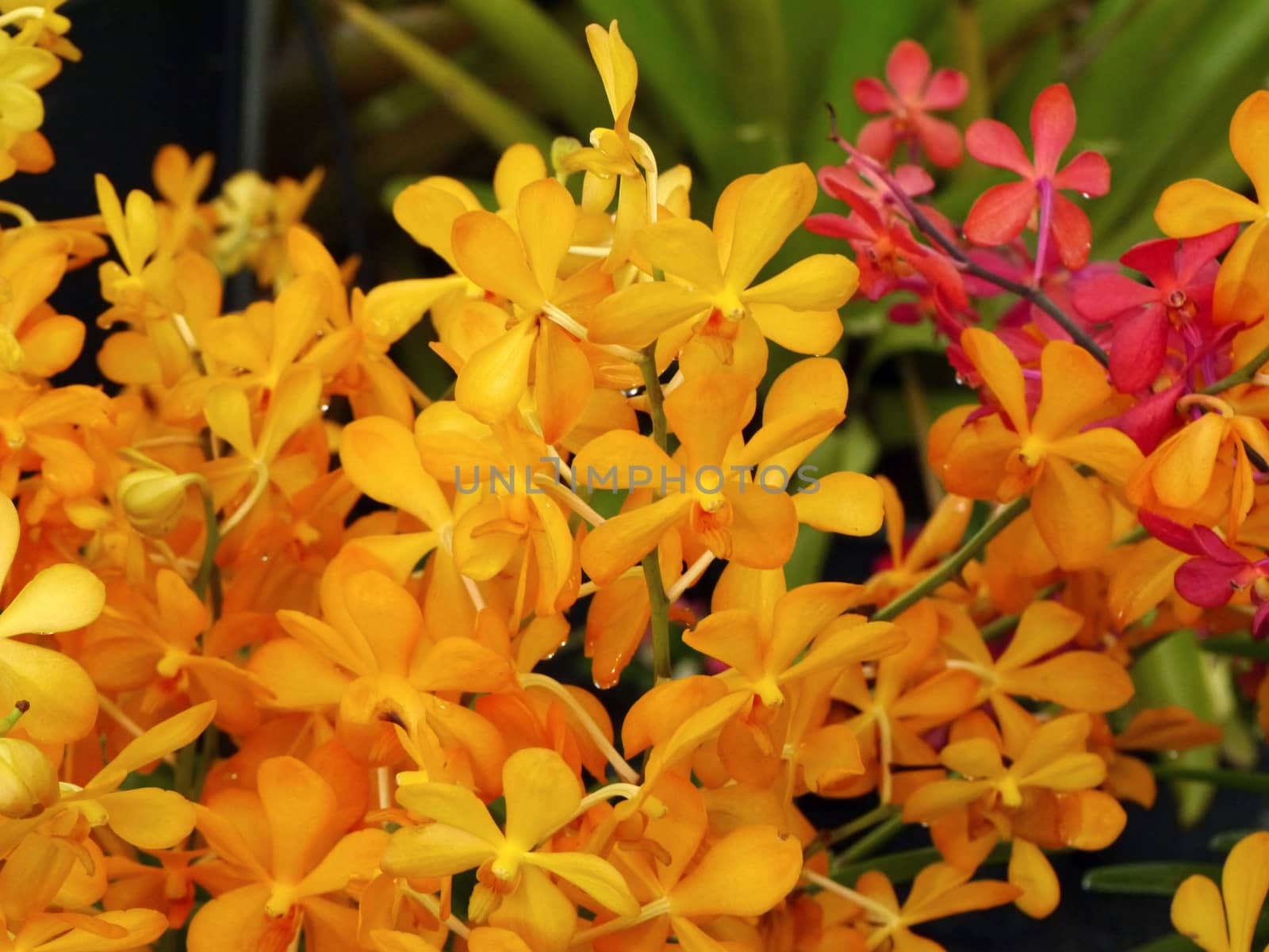 yellow orchids bouquet by Noppharat_th