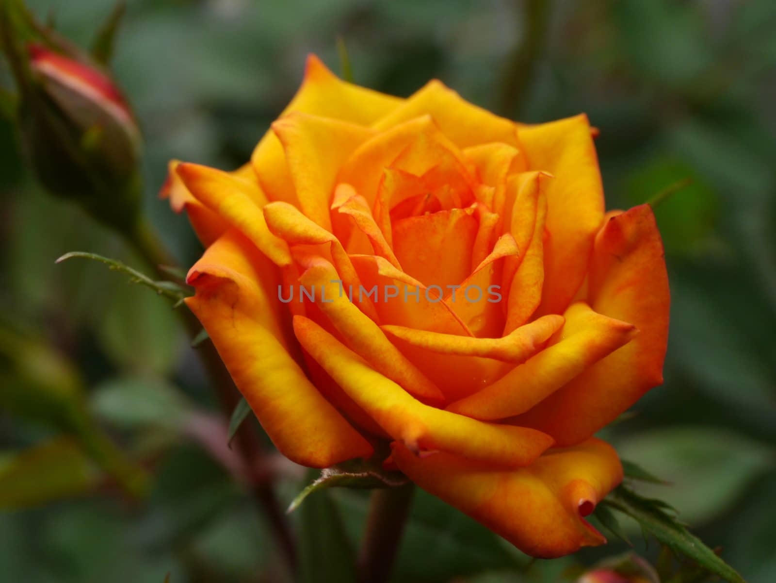 Orange rose by Noppharat_th
