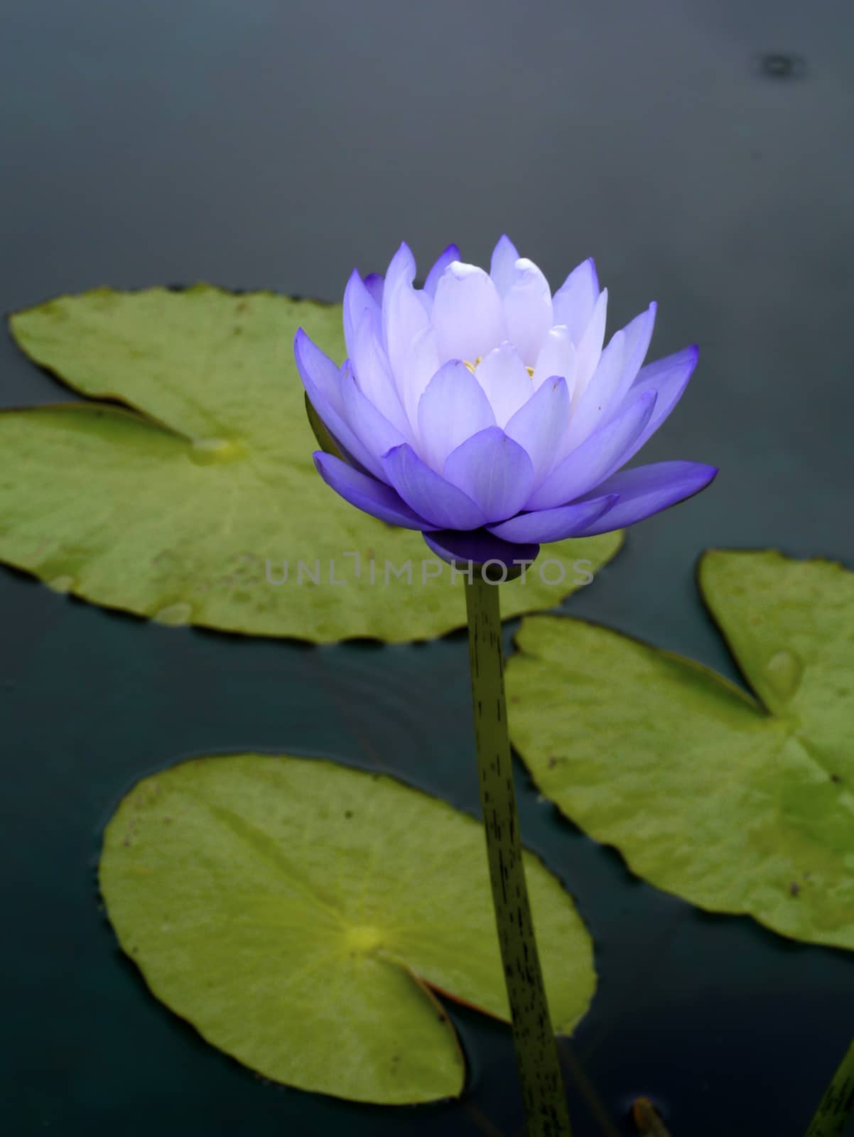 water lily, lotus