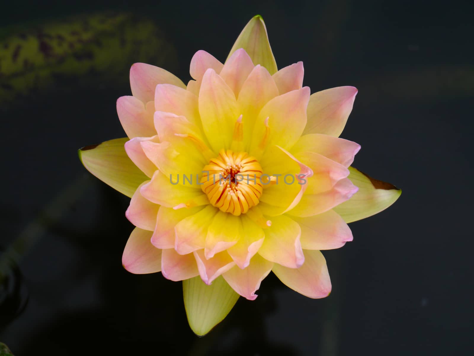 water lily, lotus by Noppharat_th