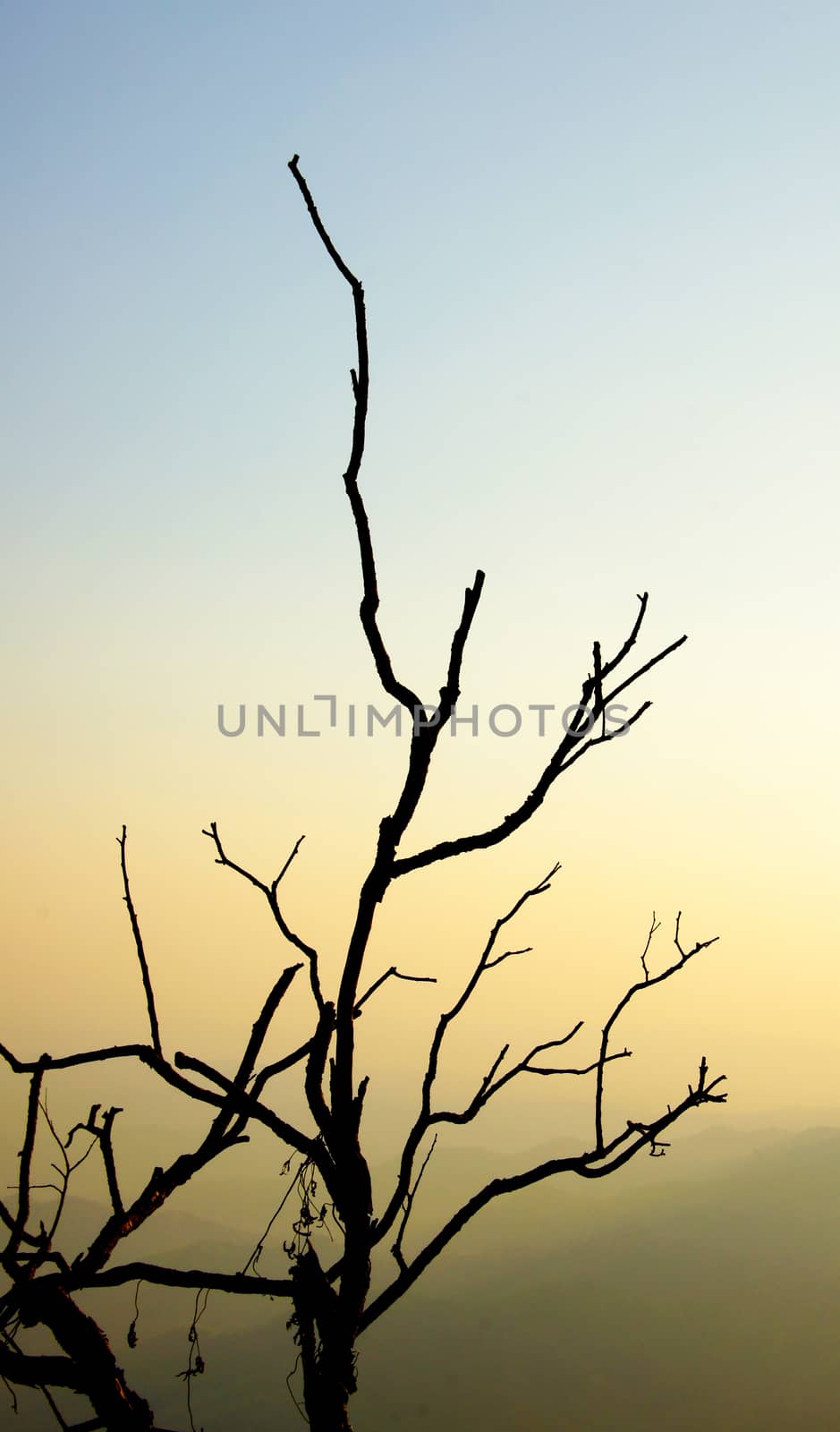 Branches in winter.