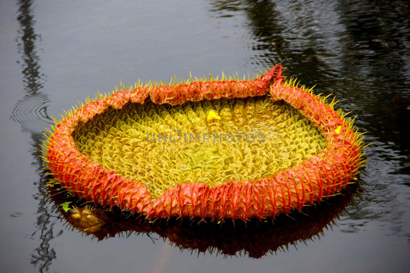 Leaves of lotus Victoria species.