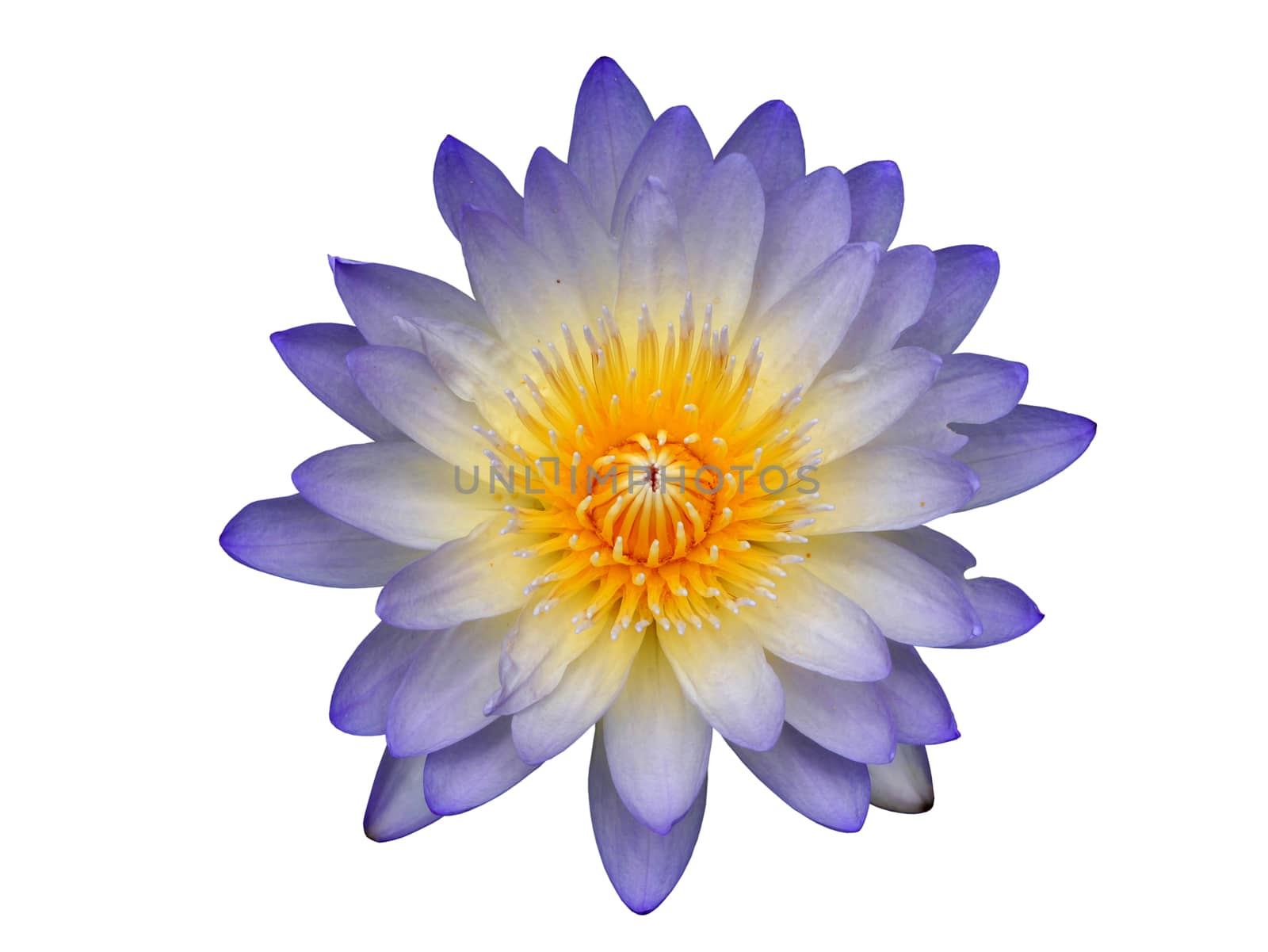 Water lily in white background.