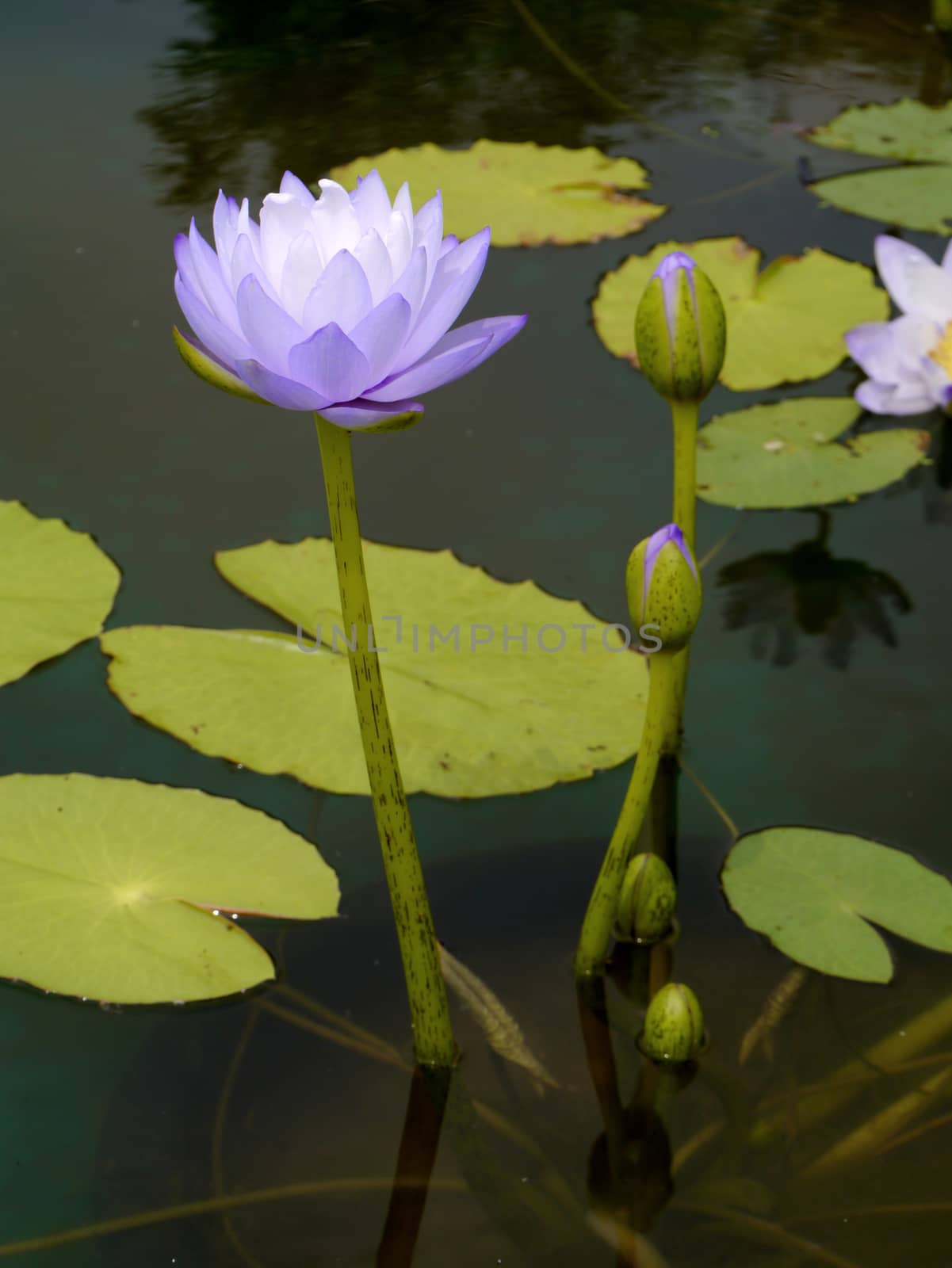 Water lily in Lotus Museum, Thailand.